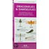 Dragonflies & Damselflies