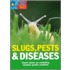 Slugs, Pests And Diseases