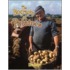 The Biography of Potatoes