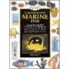 Understanding Marine Fish by Steve Halls