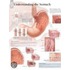 Understanding The Stomach