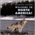 Welcome to North America!