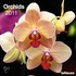 2011 Orchids Grid Calendar