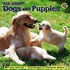 All About Dogs and Puppies