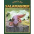 Caring for Your Salamander