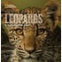 Face To Face With Leopards