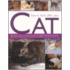 How to Look After Your Cat