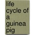 Life Cycle Of A Guinea Pig