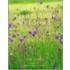 Making a Wildflower Meadow