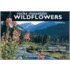 Rocky Mountain Wildflowers