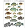 Sunfishes of North America door Joseph R. Tomelleri