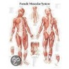The Female Muscular System by Scientific Publishing