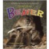The Life Cycle Of A Beaver