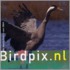 Birdpix.nl