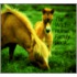 The Wild Horse Family Book