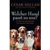 Welcher Hund passt zu uns? door Cesar Millan