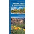 Arizona Trees & Wildflowers