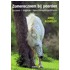 Zomereczeem bij paarden