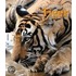 Mein großes Buch der Tiger