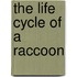 The Life Cycle Of A Raccoon