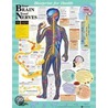 Your Brain And Nerves Chart door Anatomical Chart Company