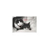 Catlovers