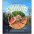 The Life Cycle Of A Mosquito