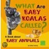 What Are Baby Koalas Called?