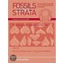 Fossil And Recent Brachiopoda