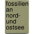 Fossilien an Nord- und Ostsee