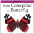 From Caterpillar to Butterfly