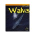 Walvis