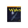 Walvis