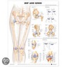 Hip And Knee Anatomical Chart door Anatomical Chart Company