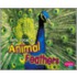 Let's Look at Animal Feathers