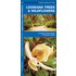Louisiana Trees & Wildflowers