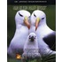 de levenscyclus van vogels