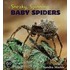 Sneaky, Spinning Baby Spiders