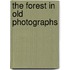 The Forest In Old Photographs