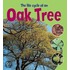 The Life Cycle Of An Oak Tree