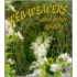 Web Weavers And Other Spiders