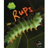 Rups by Philip Taylor