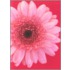 Wild Flowers Large Note Cards