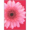 Wild Flowers Large Note Cards by David Stark