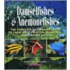 Damselfishes And Anemonefishes