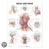 Head And Neck Anatomical Chart door 9990pu