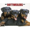 Just Rottweilers 2011 Calendar door Onbekend