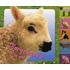 Dierenbaby's in de wei