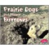 Prairie Dogs And Their Burrows