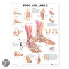 Foot And Ankle Anatomical Chart door Anatomical Chart Company
